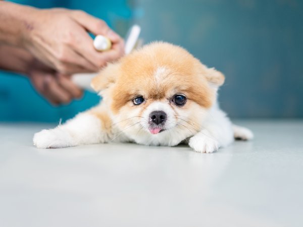 Puppy Grooming