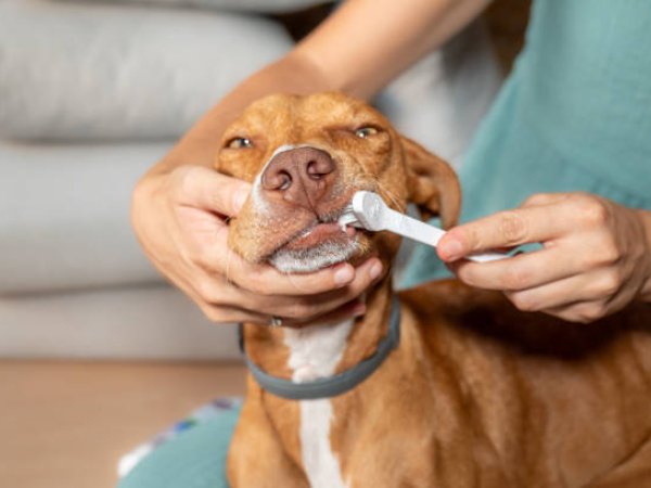 Dog Dentals