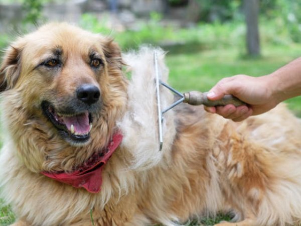 De-shedding Treatments